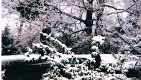 dorothys-snow-scenes-006