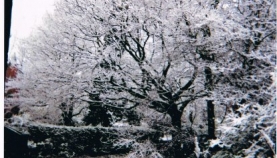 dorothys-snow-scenes-007