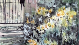 February-2021923-Bruce-daffodils
