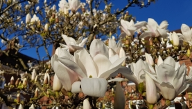 Magnolia-Wren